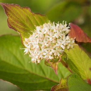 Close-up of Cornus sanguinea displaying vivid, upright blood-red stems in winter, with some residual dark blue-black berries.