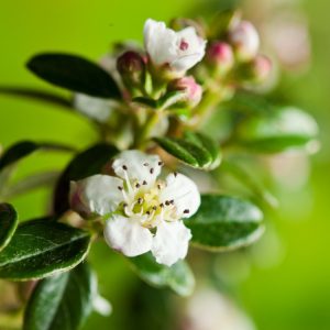 Cotoneaster suecicus 'Coral Beauty' displaying dense, glossy dark green evergreen foliage, small white flowers, and abundant bright coral-red berries in autumn.