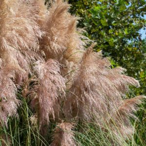 A majestic Cortaderia selloana (Pampas grass) showcasing its tall, arching green leaves and impressive feathery, silvery-white flower plumes catching the sunlight.
