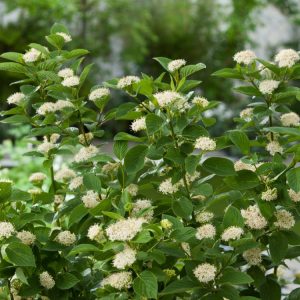 Cornus sericea 'Flaviramea' showing its distinctive bright yellow, upright stems in winter, with some red-tinted new growth at the base and a few bare branches.