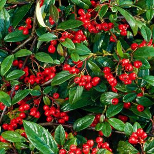 A mature Cotoneaster salicifolius 'Herbstfeuer' shrub, showcasing its elegant arching branches, glossy dark green willow-like leaves, and abundant clusters of bright red berries.
