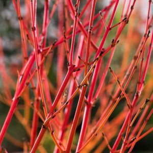 Cornus sanguinea 'Midwinter Fire' in winter, displaying its striking upright stems in shades of fiery orange, vivid red, and bright yellow, creating a warm, vibrant spectacle.