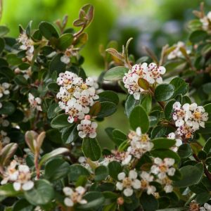 Close-up of Cotoneaster suecicus 'Skogholm' with glossy green leaves, small white flowers, and clusters of bright red berries against a dense, spreading habit.