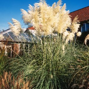 Majestic Cortaderia selloana 'Sunningdale Silver' showcases its tall, arching grey-green leaves and stunning feathery, silvery-white plumes.