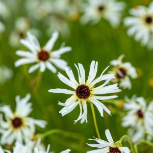 Coreopsis v. 'Fool's Gold' showcasing vibrant golden-yellow, semi-double flowers with a distinct orange-red centre, above fresh green foliage.