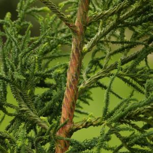 Cryptomeria japonica 'Rasen' displaying its striking, vibrant green, spiralling needles that create a unique, textured, architectural form.