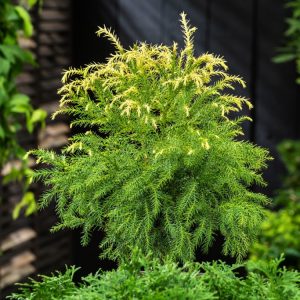 An upright, conical Cryptomeria japonica 'Sekkan' conifer showcasing its vibrant, golden-yellow, feathery foliage that brightens any garden.