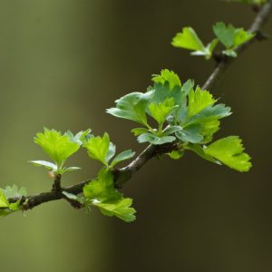 Crataegus monogyna, also known as Hawthorn, displaying its vibrant white flower clusters in spring, followed by bright red haws and lobed green leaves in autumn.