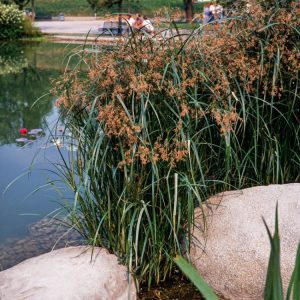 A vibrant clump of Cyperus longus, also known as Galingale, displaying its distinctive arching, green, grass-like leaves and compact brownish flower heads.