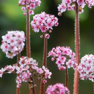 A vibrant Darmera peltata showcases its distinctive, large, round, deeply lobed leaves and delicate pink to white flower clusters on tall stems.