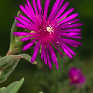 Vibrant Delosperma cooperi displaying numerous magenta-purple, daisy-like flowers amidst fleshy, green succulent leaves forming a dense, ground-hugging mat.
