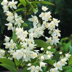Deutzia gracilis showcasing its delicate, pure white, star-shaped flowers clustered along arching green stems, offering a graceful spring display.