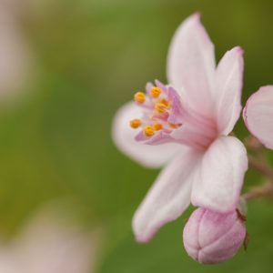 Deutzia hybrida 'Mont Rose' displays a dense profusion of star-shaped, deep rose-pink flowers with delicate white eyes, covering elegant arching green branches.