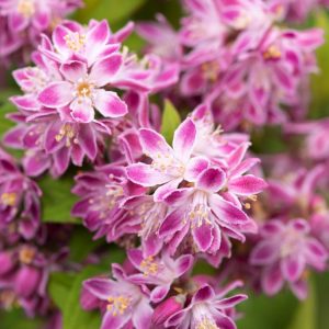 Vibrant Deutzia hybrida 'Strawberry Fields' shrub showcasing abundant clusters of bell-shaped, strawberry-pink flowers with contrasting white centres and lush green foliage.