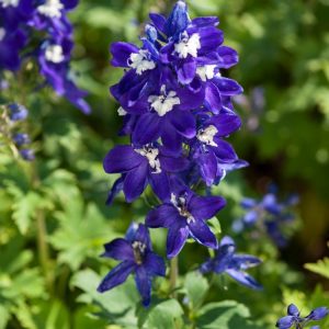Delphinium (P) Magic Fountains Dark Blue White Bee, showcasing tall, dense spires of dark blue flowers with prominent white centres, against deep green lobed foliage.