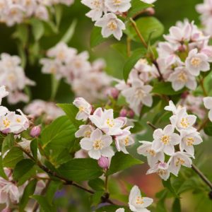 Deutzia purpurascens 'Kalmiiflora' shrub displaying an abundance of exquisite bicolour bell-shaped flowers with deep pink-purple exteriors and white interiors, set against green foliage.