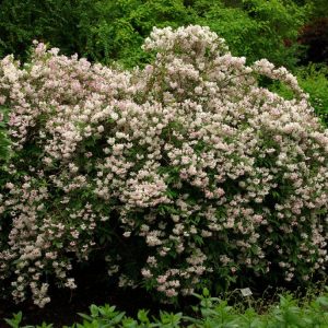 Deutzia rosea with clusters of star-like, delicate pink-flushed white flowers adorning graceful arching stems, surrounded by fresh green foliage.