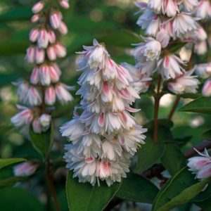 Deutzia scabra 'Plena' showcasing its abundant double white flowers in full bloom. The deciduous shrub features rough, dark green foliage providing a backdrop to the delicate blossoms.