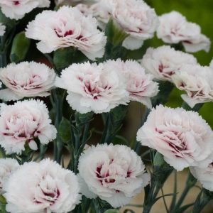 Dianthus 'Cranmere Pool' displays pure white, double, fragrant flowers with a subtle green eye, sitting atop a dense cushion of slender, silvery-blue-grey evergreen foliage.