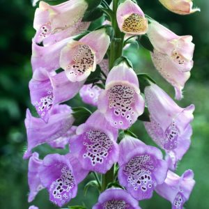 Striking Digitalis purpurea Excelsior Hybrids with tall spires of upward-facing, bell-shaped flowers in varied pink, purple, and white tones, often speckled inside.