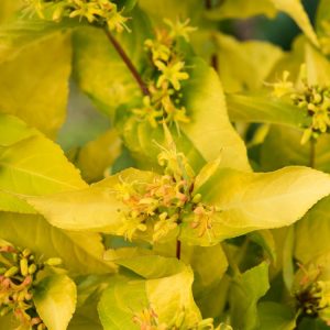 Diervilla rivularis Honeybee with bright lime-green leaves showing bronze tones and clusters of vibrant yellow, trumpet-shaped flowers.