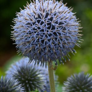 A vibrant cluster of spherical, intensely steel-blue flower heads of Echinops bannaticus 'Taplow Blue' stands tall against its deeply lobed, silvery-green foliage.
