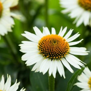 Echinacea 'Meditation White' showcasing its elegant pure white, daisy-like flowers with distinctive spiky green-yellow central cones and fresh green foliage.
