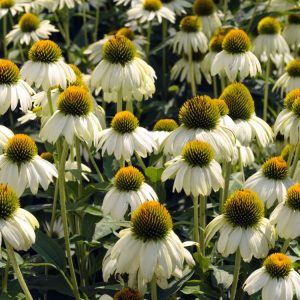 Close-up of Echinacea purpurea 'Alba' showcasing large, pure white, daisy-like flowers with distinctive domed green central cones and sturdy green stems.