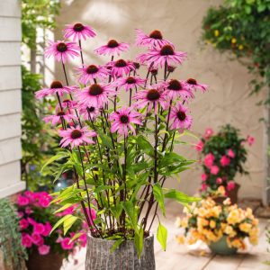 Echinacea purpurea 'Augustkönigin' showcases vibrant purple-pink petals radiating from a prominent, spiky copper-orange central cone. Upright stems with green leaves.