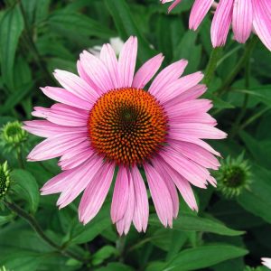 Close-up of a vibrant Echinacea purpurea 'Magnus' flower, showcasing its prominent spiky bronze-orange central cone and radiating purple petals.
