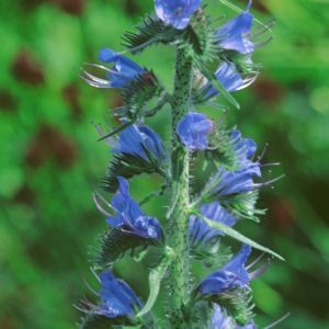 Tall spikes of bright blue Echium vulgare flowers, also known as Viper's Bugloss, stand erect with prominent stamens visible.