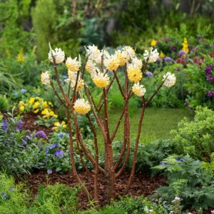 A close-up of Edgeworthia chrysantha 'Grandiflora' displaying numerous clusters of intensely fragrant, golden-yellow, tubular flowers on bare stems.
