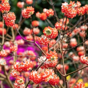 Edgeworthia chrysantha 'Red Dragon' showcasing its unique reddish-orange, tubular flower clusters blooming on bare stems in winter.