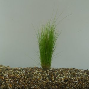 A dense, vibrant green carpet of Eleocharis acicularis, also known as Dwarf Hairgrass, with fine, needle-like stems rising from damp soil.