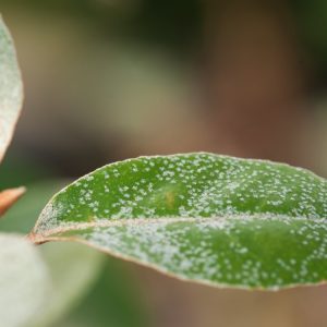 Vigorous Elaeagnus ebbingei with leathery, dark green leaves featuring shimmering silvery undersides, showing dense, bushy growth.