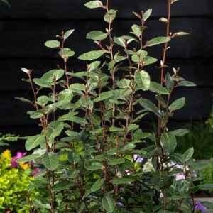 A dense, bushy Elaeagnus ebbingei 'Compacta' shrub with glossy dark green leaves, silvery undersides, and tiny, fragrant white autumn flowers.