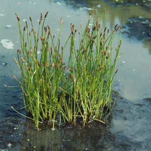 A dense cluster of Eleocharis palustris, or common spike-rush, displaying slender, upright bright green cylindrical stems topped with small brown flower spikes.