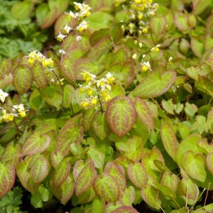 Vibrant Epimedium versicolor 'Sulphureum' showcasing delicate, spurred, pale yellow flowers above bronze-tinted, heart-shaped leaves in dappled spring light.