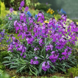 Erysimum 'Bowles' Mauve' displaying abundant clusters of vibrant purple-mauve, four-petalled flowers against narrow, grey-green foliage.