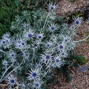 Eryngium bourgatii, the Mediterranean Sea Holly, displays striking metallic blue, cone-shaped flowers with spiky bracts and silvery, deeply veined foliage.