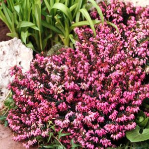 A vibrant Erica carnea, or Winter Heath, displaying a dense mat of small, bell-shaped, pink-purple flowers nestled amongst its needle-like evergreen foliage.
