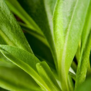 Erysimum cheiri 'Gold Dust' displays a vibrant array of compact, golden-yellow flowers with subtle fragrance, forming a neat mound atop slender green foliage.