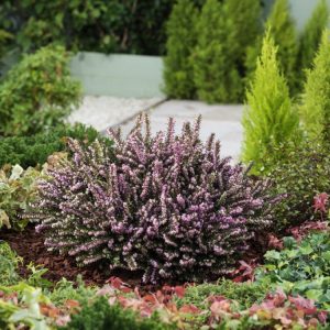 Erica darleyensis 'Ghost Hills' showcases delicate pale pink-white bell flowers amidst fine, dark green needle-like foliage, creating a dense, spreading evergreen mound.