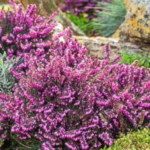 Erica darleyensis 'Kramer's Rote' displays abundant deep magenta, bell-shaped flowers contrasting beautifully with its dark green, needle-like foliage.