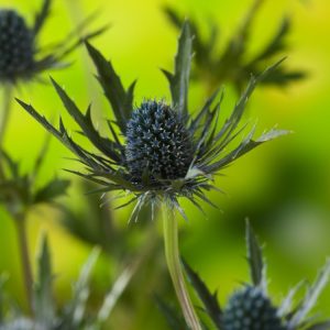 A close-up of Eryngium planum showing its distinctive metallic blue, thistle-like flowerheads with surrounding spiky bracts and grey-green foliage.