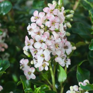 Escallonia 'Apple Blossom' showcasing its delicate pink and white tubular flowers clustered among glossy, dark green evergreen leaves on a dense, bushy shrub.