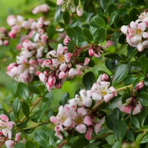 A vibrant Escallonia 'Donard Seedling' shrub, showcasing glossy dark green leaves and an abundance of small, bell-shaped pink-flushed white flowers in clusters.