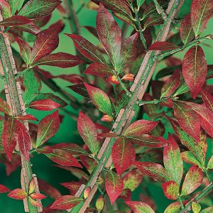 Vibrant Euonymus alatus shrub with its striking crimson autumn foliage and distinctive corky winged stems, showcasing seasonal beauty.