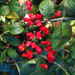 Euonymus europaeus 'Red Cascade' displaying its glorious autumn foliage in vivid crimson and purple, adorned with striking pink-red fruits that reveal bright orange seeds.