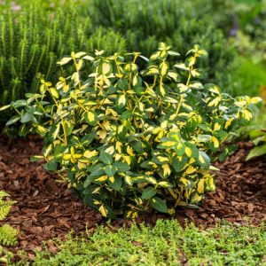 Euonymus fortunei Blondy showcasing its vibrant evergreen foliage with bright yellow centres and deep green margins, forming a dense, bushy plant.